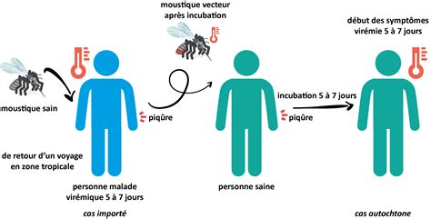 Schéma de la transmission du virus de la jaunisse par les pucerons sur la betterave