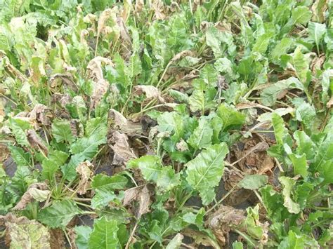 Feuilles de betterave atteintes de cercosporiose