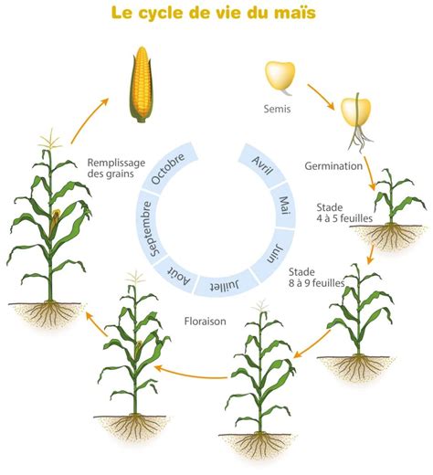 Schéma illustrant le cycle de développement d'une graminée : de la germination à la montée en graine