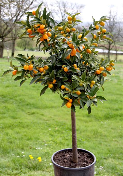 Kumquat en pot avec fruits