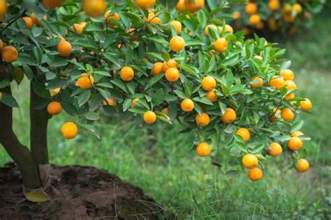 Jeune kumquat en formation