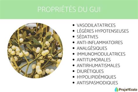 Infographie sur les propriétés médicinales du gui