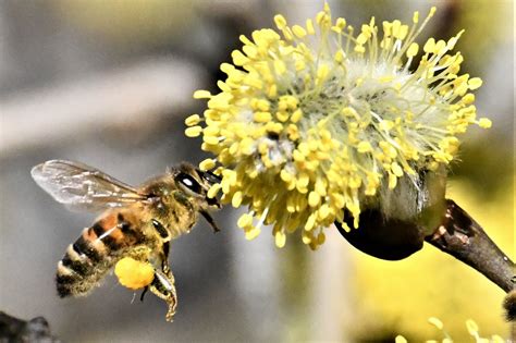 Abeille portant des pelotes de pollen sur ses pattes arrières