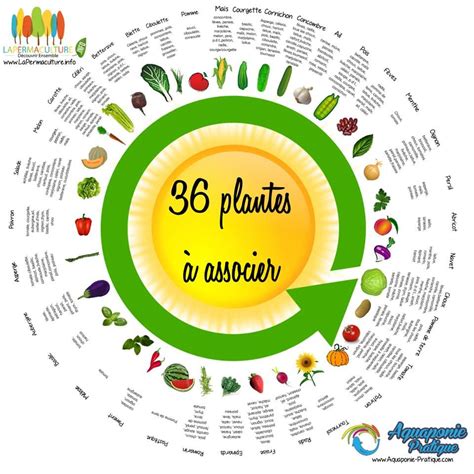 Schéma des associations de plantes en permaculture