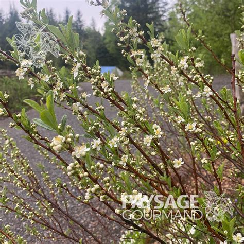 Prunus besseyi cerisier des sables floraison blanche
