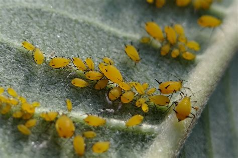 Plante affectée par des pucerons
