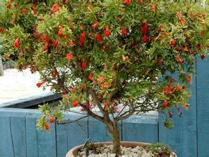 Bonsaï de grenadier en pleine floraison