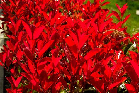 Feuillage rouge vif du Photinia 'Red Robin'