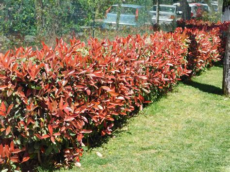 Haie de Photinia en pleine croissance