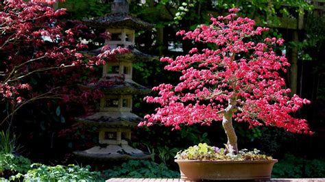 Bonsaï d'érable japonais aux couleurs automnales