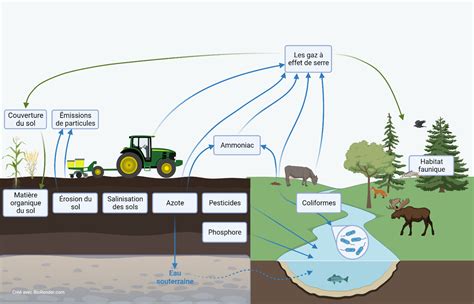 Schéma explicatif des flux nutritionnels dans les sols agricoles