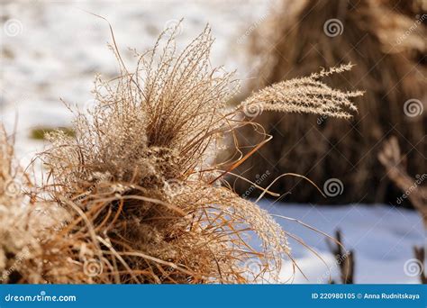 Miscanthus en fleurs au coucher du soleil