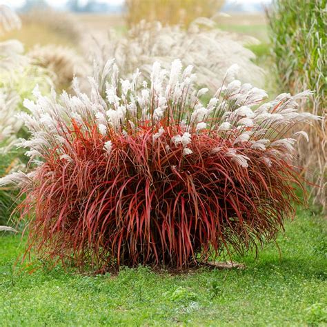 Miscanthus sinensis 'Lady in Red' en pleine floraison automnale