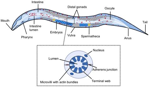 Comparaison de la survie de C. elegans avec et sans gènes de lysozyme