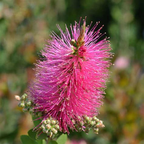 Différentes couleurs de fleurs de Callistemon : rouge, blanc, rose, jaune