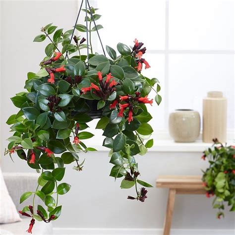Plante Aeschynanthus en pot suspendu avec des fleurs rouges