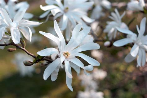 Magnolia stellata en pleine floraison