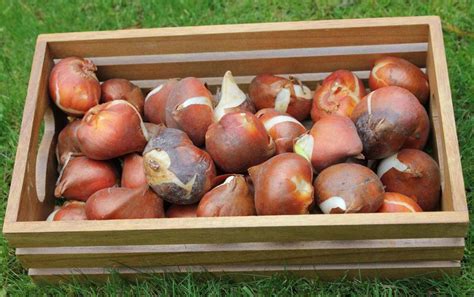 Gros plan sur un bulbe de tulipe sain et un bulbe pourri