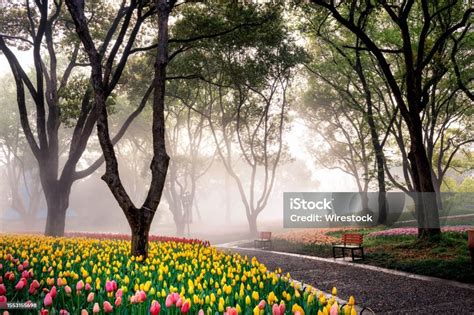 paysage verdoyant avec des fleurs colorées