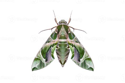 Illustration détaillée de l'imago de Daphnis nerii posé sur une feuille