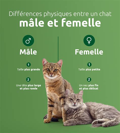Comparaison visuelle entre un mâle et une femelle (différences abdominales)