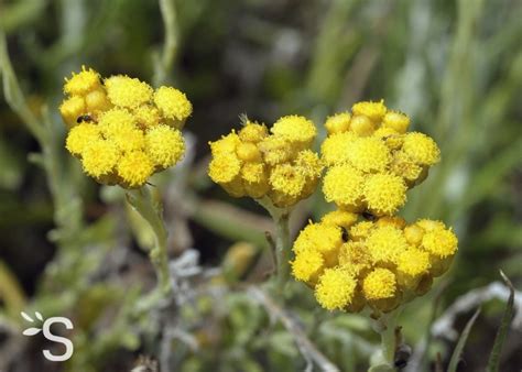 Hélichryse en fleur dans un jardin méditerranéen