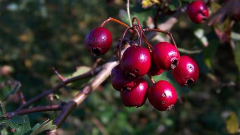Récolte des cenelles d'aubépine en automne