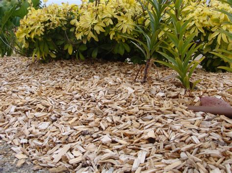 Schéma illustrant les couches de paillage organique autour d'un jeune arbre fruitier