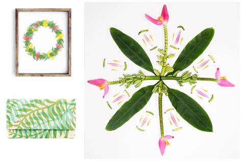 Diversité des feuillages et des fleurs chez les Oxalis