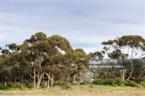 Eucalyptus trees in a French landscape