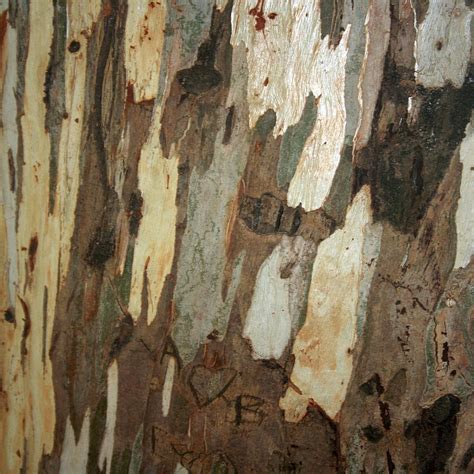 Close-up of eucalyptus bark exfoliating