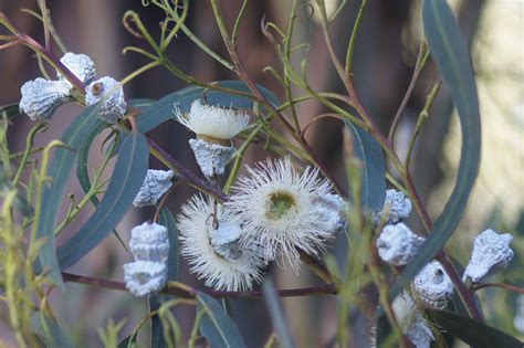 Eucalyptus globulus foliage and flowers