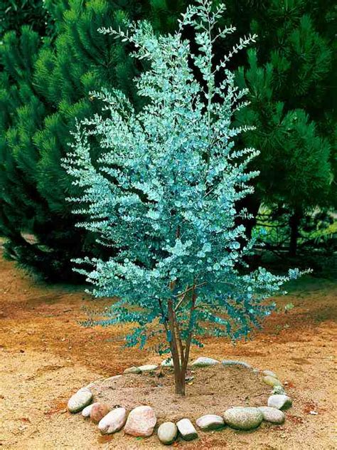 Eucalyptus gunnii with its characteristic rounded blue-green leaves