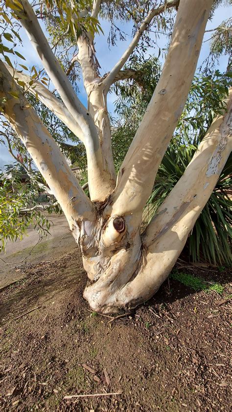Eucalyptus niphophila in a snowy landscape