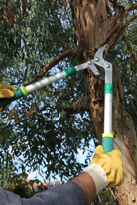 Gardener pruning an eucalyptus tree