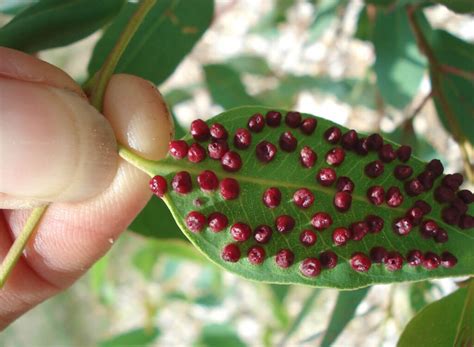 Eucalyptus leaves affected by gall disease