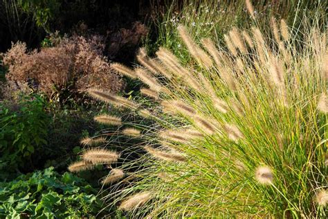 Variétés populaires de Pennisetum