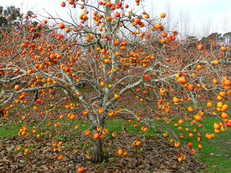 Arbre à kaki adulte en automne avec ses fruits orange vif sur fond de feuillage pourpre
