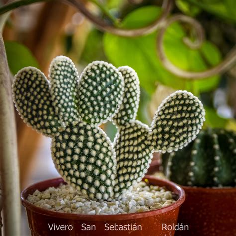 Cactus Opuntia microdasys 