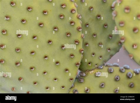 Gros plan sur les glochides d'Opuntia microdasys