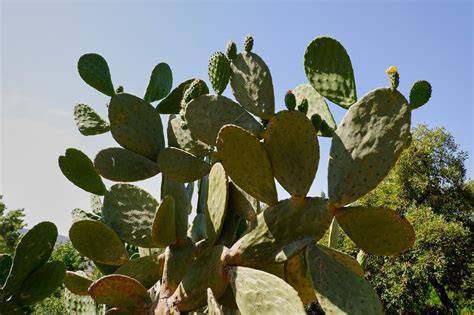 Opuntia brésilien avec ses feuilles arrondies