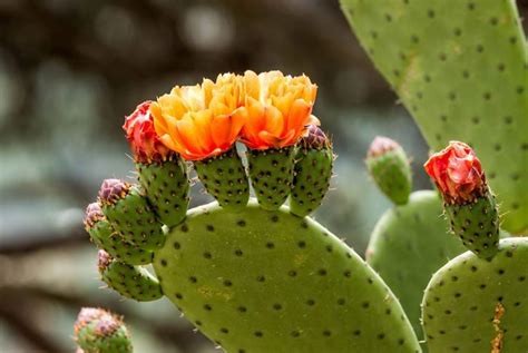 Diversité des cactus Opuntia