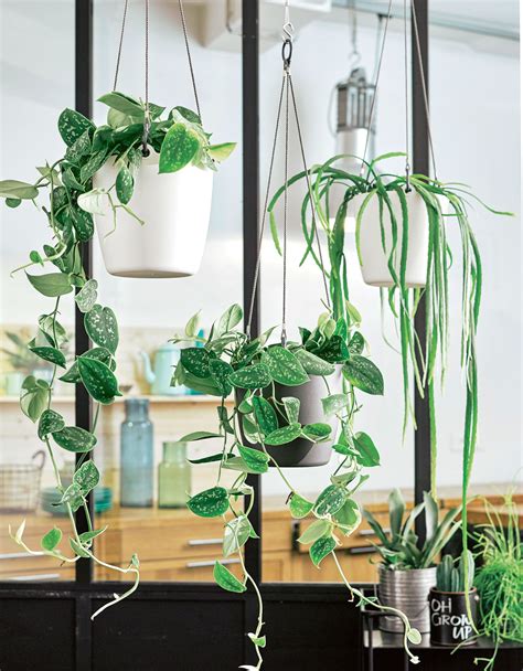 Plantes suspendues variées