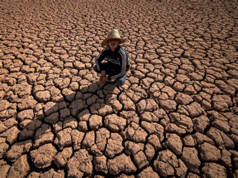 Phalangères stressées par le manque d'eau