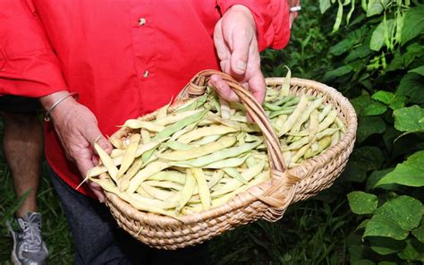 Groupement de producteurs de Haricot-Maïs du Béarn