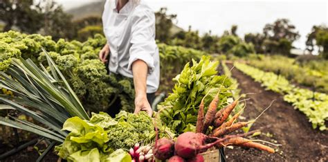 Maraîcher récoltant des légumes bio