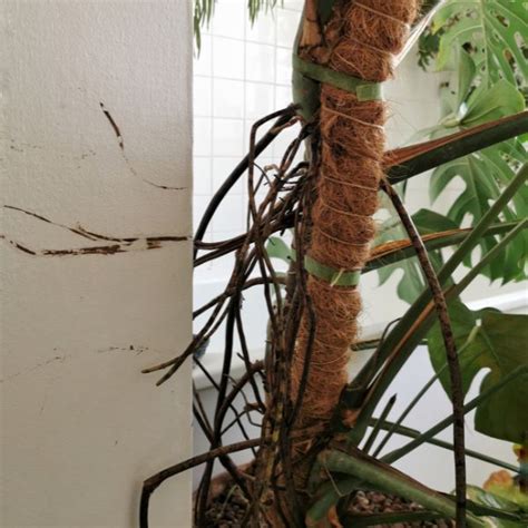 Monstera deliciosa avec racines aériennes