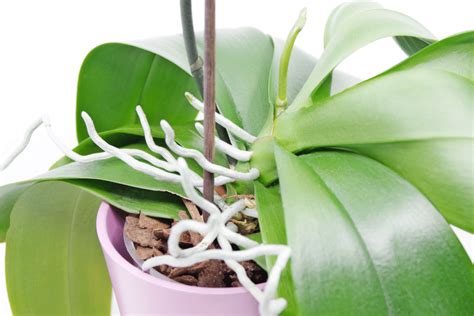 Orchidées avec racines aériennes