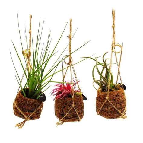 Tillandsias suspendus