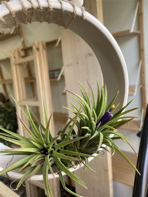 Idées de présentation pour Tillandsias
